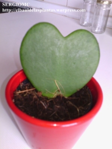 hoya kerri- cactus corazón